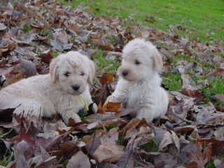 Labradoodle Puppies